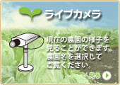 ライブカメラ